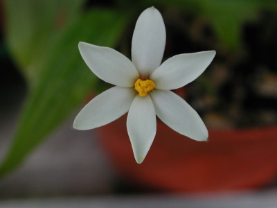 Hypoxis_hirsuta_Blute.jpg