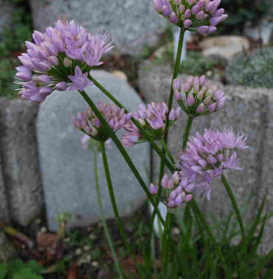 Allium_senscens_ssp._montanum_15.8.11_026.jpg