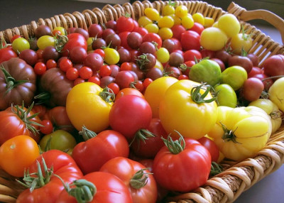 tomaten_15_august_2011.jpg