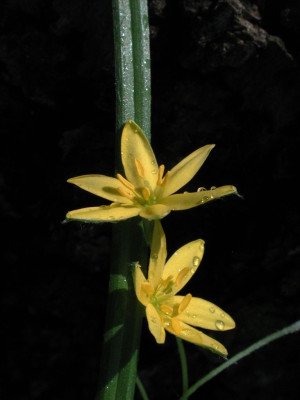 Hypoxis_angustifolia.jpg