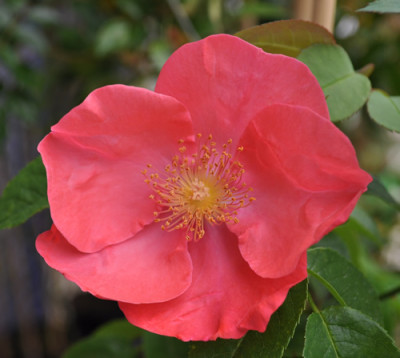 Ibisco_0011__9709.jpg