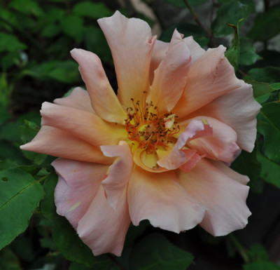 Florentia_0011__9711.jpg