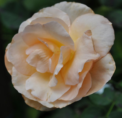 Apricot_Nectar_0011__9202.jpg