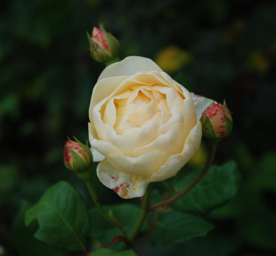 B6982a_Large.jpg