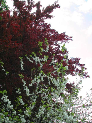 halesia_baum.jpg