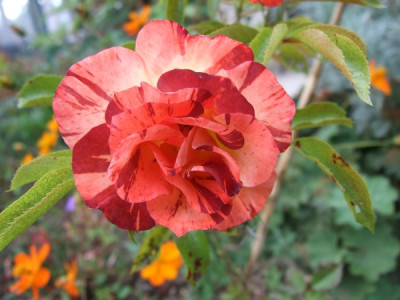 Summer_Lodge0811.jpg