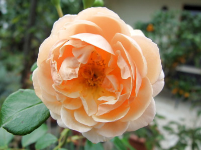 E.Stuart_0811.jpg.jpg
