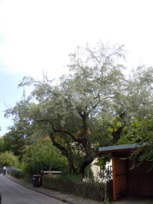 Botanischer_Garten_Wu_August_11_004.JPG