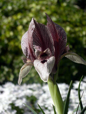 Iris_acutiloba_2005-05-12.JPG