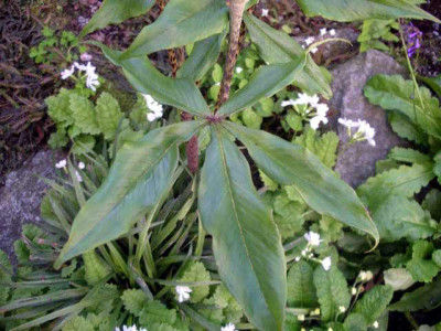 Arisaema_nepenthoides_Blatt_2005-05-12.JPG