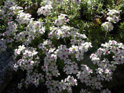 Androsace_barbulata_2005-05-12.JPG