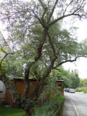 Botanischer_Garten_Wu_August_11_001.JPG