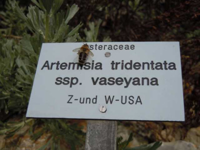 Botanischer_Garten_Wu_August_11_008.JPG