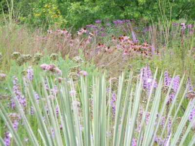 Botanischer_Garten_Wu_August_11_088.JPG