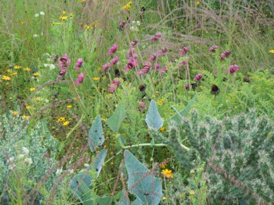 Botanischer_Garten_Wu_August_11_089.JPG