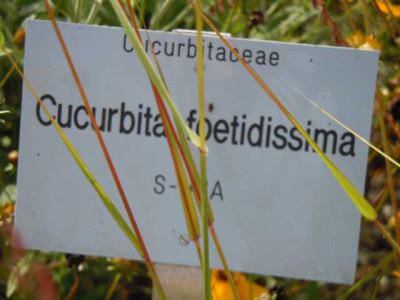 Botanischer_Garten_Wu_August_11_026.JPG