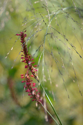 molinia_transparent_11.jpg