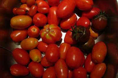 tomatenernte_16082011_zg.jpg