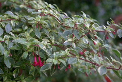 Fuchsien3409a.jpg