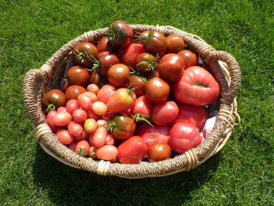 Tomatenernte17.08.2011.JPG