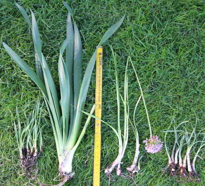 allium_russisch.jpg