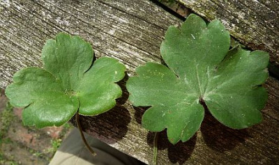 Hepatica_Buis_P10208791.jpg