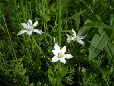 Milchstern_050505.jpg