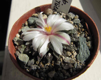 Ariocarpus_kotschoubeyanus_var._albiflorus_____110817.jpg