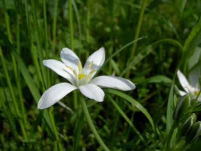 Milchsterndetail_050505.JPG