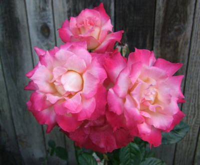 DSCF0049-k.jpg