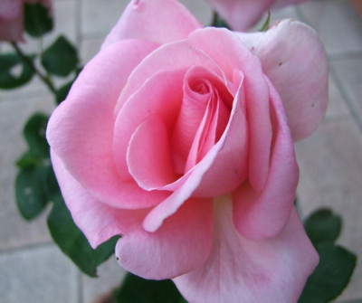 DSCF0038-k.jpg