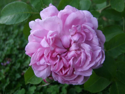 DSCF0045-k.jpg