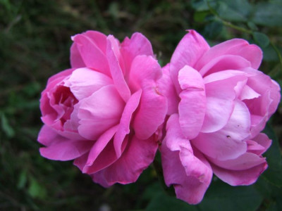 DSCF9949-k.jpg
