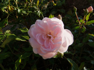 DSCF9959-k.jpg