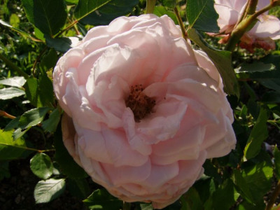 DSCF9961-k.jpg