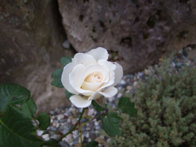 DSCF9858-k.jpg