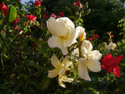 DSCF9955-k.jpg