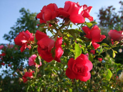 DSCF9956-k.jpg