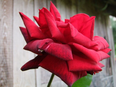 DSCF9970-k.jpg