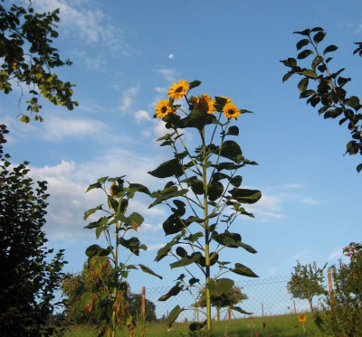 sonne_und_mond.jpg