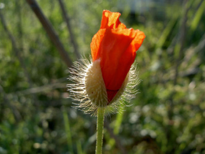 Mohn_120505.JPG