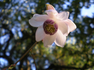GP_Anemonopsis_macrophylla_2011e.jpg
