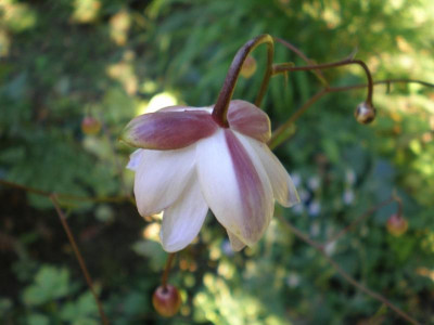 GP_Anemonopsis_macrophylla_2011e1.jpg