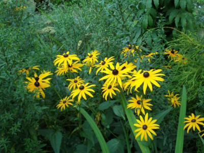 GP_Rudbeckia_fulgida_Goldsturm_2011e.jpg