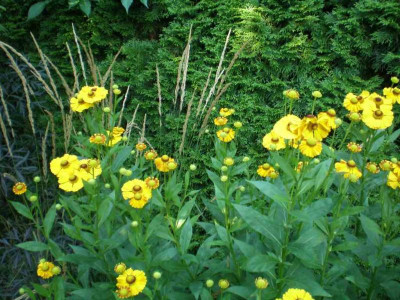 GP_Helenium_2011e.jpg