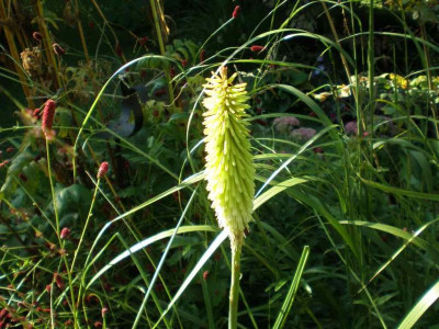 GP_Kniphofia_Green_Jade_2011e.jpg