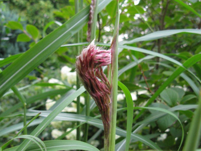 Zwergelephant_Gartenpur.jpg