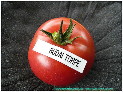 Budai_Torpe_201_01.jpg