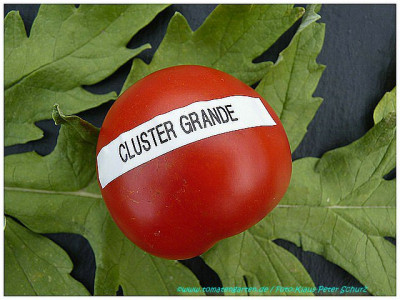 Cluste_Grande_2011_01.jpg