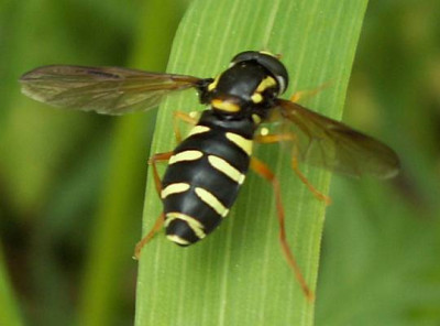 Xanthogramma_citrofasciatum_-_Fruehe_Gelbrandschwebfliege_m01.jpg